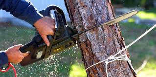 Trusted Coats Bend, AL  Tree Services Experts