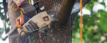 Why Choose Our Tree Removal Services in Coats Bend, AL?